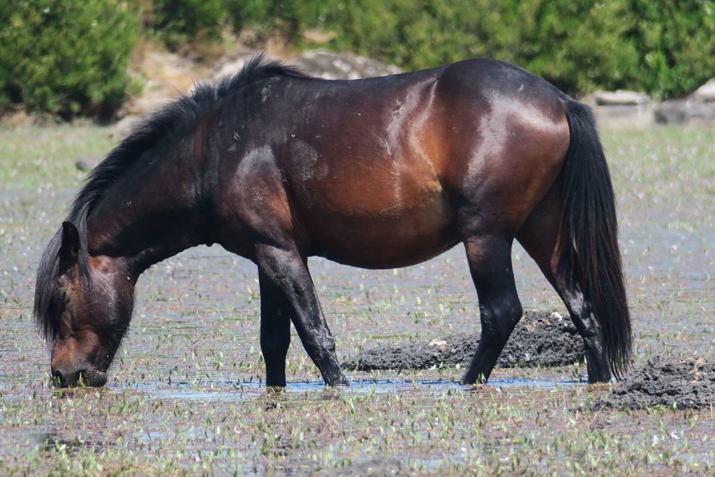 Chevaux en liberté dans les paysages sauvages de l’intérieur de la Sardaigne
