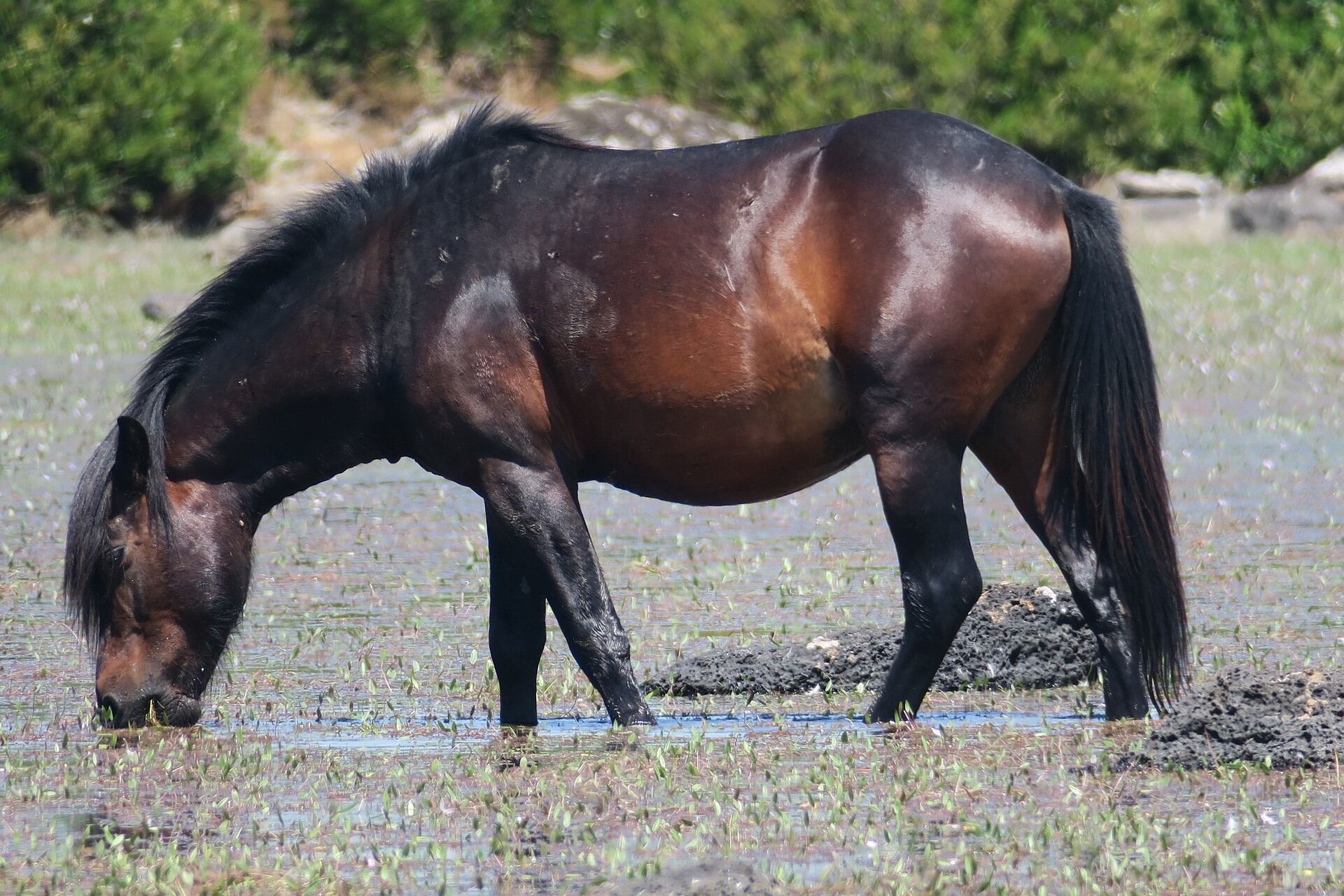 Cheval en Sardaigne en juillet